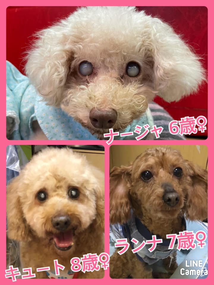 🐾今日の里親様募集中ワンコ🐶メンバーです🐾2021,3,17